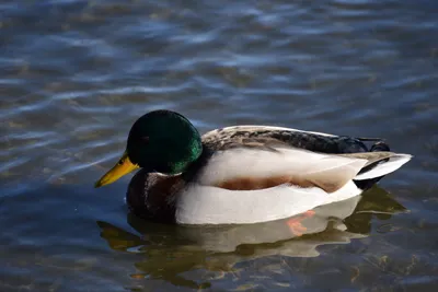 DSC_1166 (Large).JPG